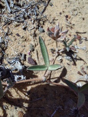 Calobota