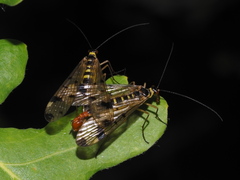 Panorpa connexa
