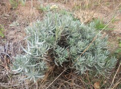 Helichrysum stoechas