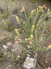 Leucospermum truncatulum