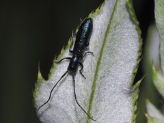 Agapanthiola leucaspis