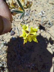 Calobota