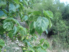 Ficus pachyclada