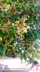 Ligustrum lucidum