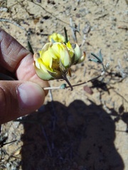 Calobota