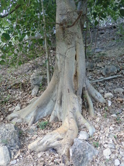 Ficus pachyclada