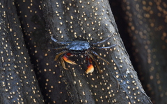 Goniopsis pulchra