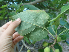 Ficus pachyclada