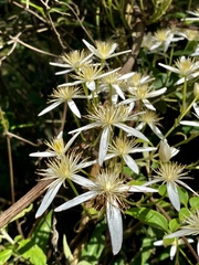 Clematis aristata
