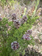 Paranomus abrotanifolius