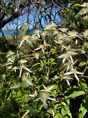 Clematis aristata
