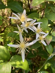 Clematis aristata