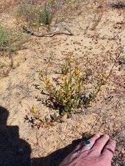 Tetragonia fruticosa