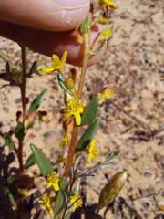 Tetragonia fruticosa