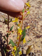 Tetragonia fruticosa