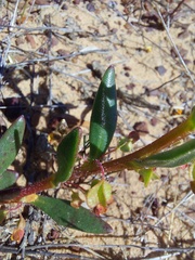Tetragonia fruticosa