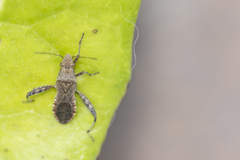 Heegeria tangirica