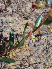 Tetragonia fruticosa