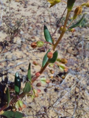 Tetragonia fruticosa