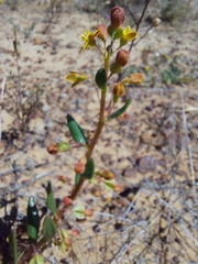 Tetragonia fruticosa