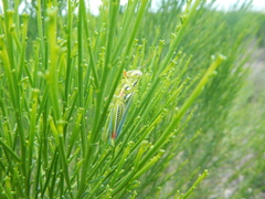 Hesperotettix viridis