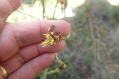 Moraea inconspicua