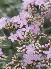 Limonium tuberculatum