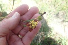 Moraea inconspicua