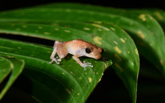 Diasporus diastema
