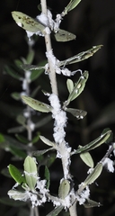 Euphyllura olivina