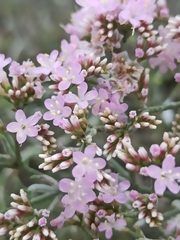 Limonium tuberculatum