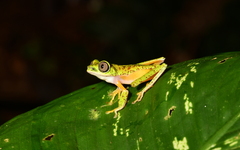 Agalychnis lemur