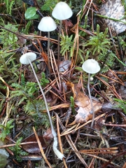 Mycena galopus