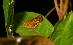 Dendropsophus ebraccatus