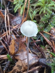 Mycena galopus