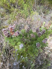 Paranomus abrotanifolius