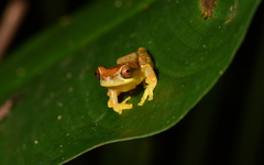 Dendropsophus ebraccatus