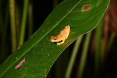 Dendropsophus ebraccatus