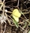 Eurema brigitta