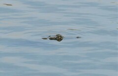 Crocodylus niloticus