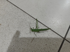 Acrida conica