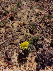 Berkheya pinnatifida