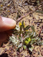 Berkheya pinnatifida