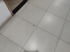 Acrida conica