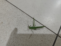 Acrida conica
