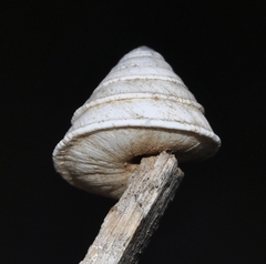 Trochoidea elegans