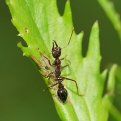 Myrmecia