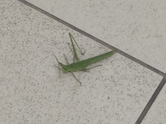 Acrida conica