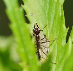 Myrmecia
