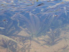 Vallisneria australis